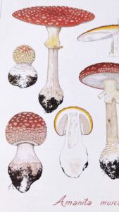 Vintage Amanita Muscaria Botanical Illustration, A1 poster size PDF