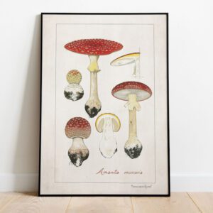 Vintage Amanita Muscaria Botanical Illustration, A1 poster size PDF