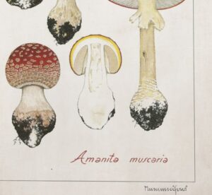 Vintage Amanita Muscaria Botanical Illustration, A1 poster size PDF