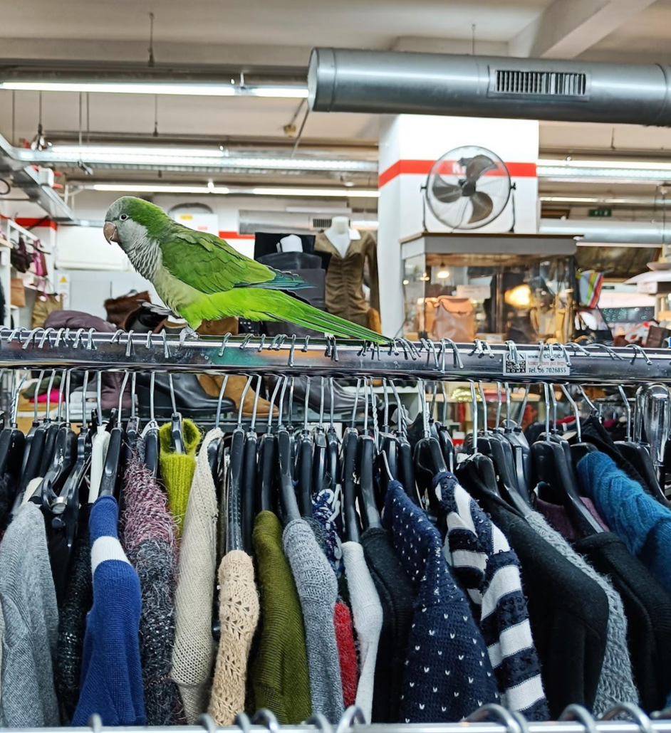 A large green parrot perches on top of a rack filled with clothing on hangars